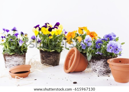 Colorful pansies on a white background.
