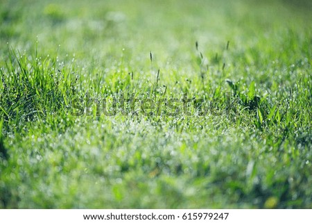 Green background image of nature - grass, flowers, sprout, nature, morning, dew.
