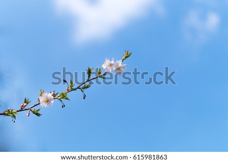 Blooming cherry at blue sky background. Flowering cherry branch against blue sky background.