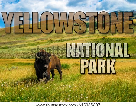 One Bison in the meadows of Yellowstone, Wyoming and Montana, United States. The Buffalo is a symbol of the American West. Picture with  title written of Yellowstone National Park.