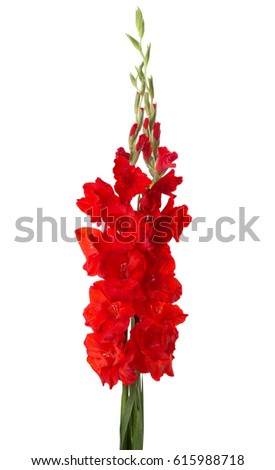 Two red gladioluses  isolated on white background