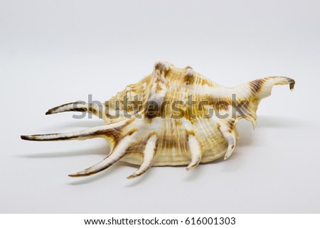 A perfect and amazing fibonacci pattern in a nautilus shell