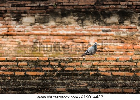 couple of rock pigeon with a brick background