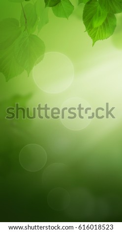 Summer Nightly Nature Background with Green Leaves in Park at Night, Green Background