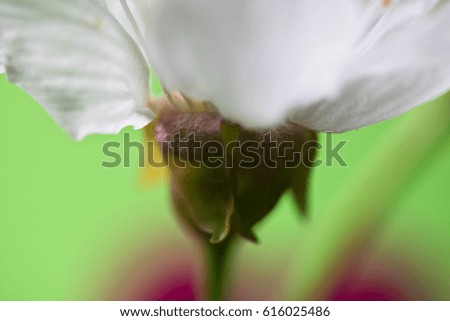 spring white beautiful flower of cherry tree in blossom on green background macro close up