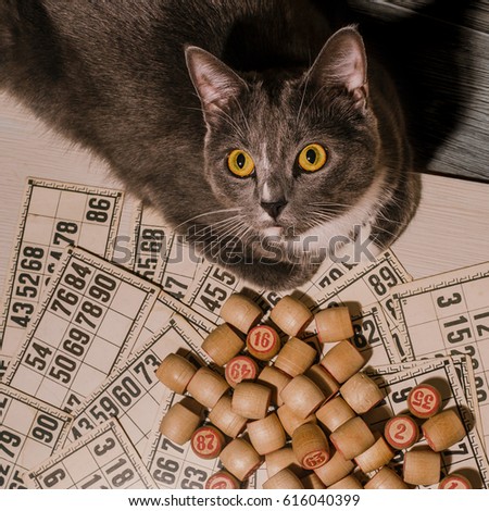 Grey cat and bingo. Tabletop old lotto game with cat