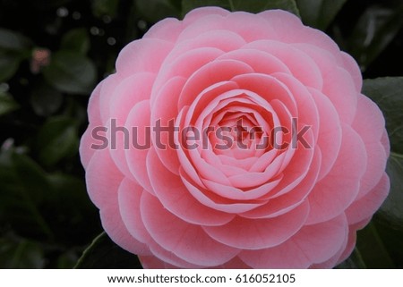 Pink camellia blooming in spring, beautiful, in fresh green.