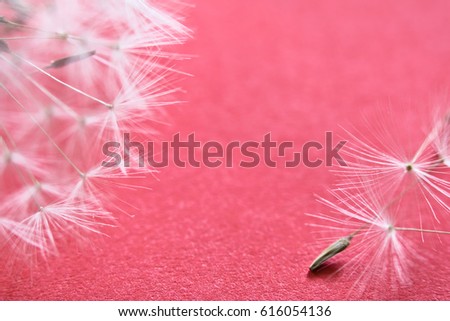 texture spring dandelion pistils macro close up on red background highlighted