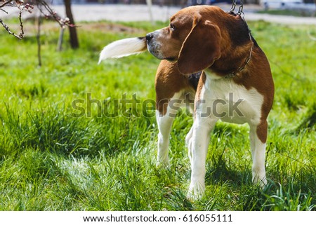 Young dog Beagle on the spring street. Portrait of a dog on a background of blooming apricots.
