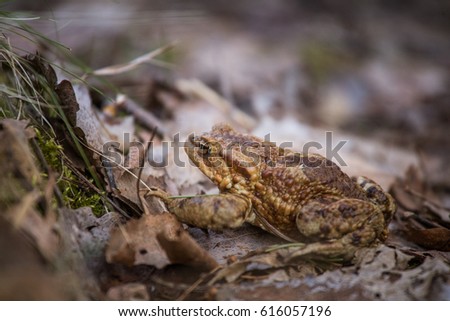 A beautiful shallow depth of field closeup of a toad in a natural habitat in early spring