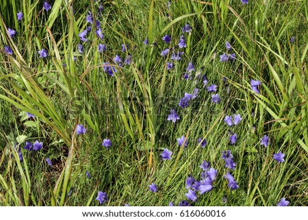 Beautiful summer field background with bell flower (campanula) and green grass