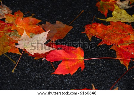 Vibrant fall foliage on a bright overcast day fallen leaves