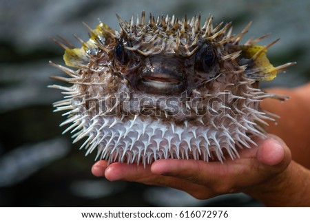 Diodon fish on Tahiti island close up