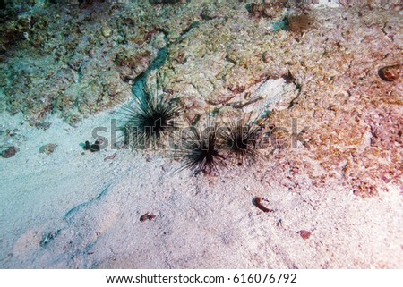 Black long spine urchin at coral reef, Diadema setosum