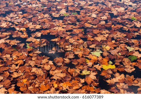 Background texture autumn leaves on the water