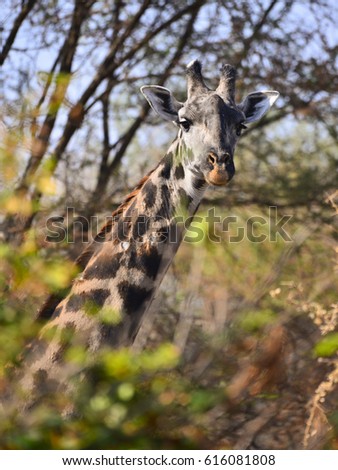 Giraffe gaze from behind bushes with background trees