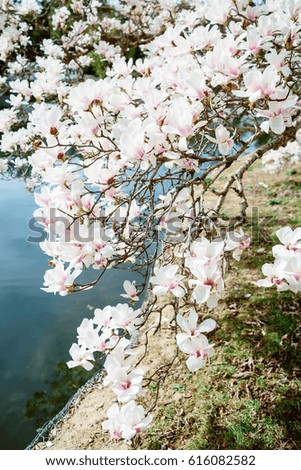 Blooming magnolia in park. Spring background.