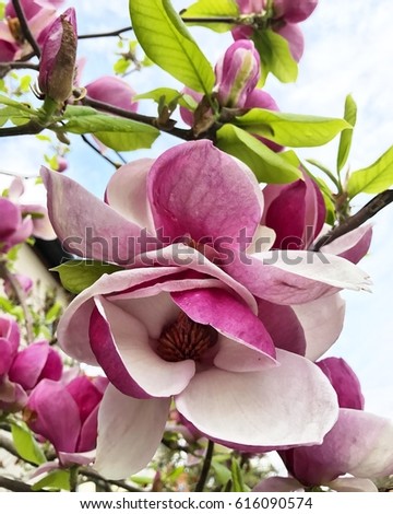 Beautiful magnolia flower, closeup photo