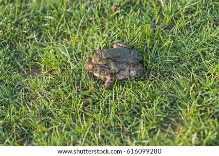 European toads