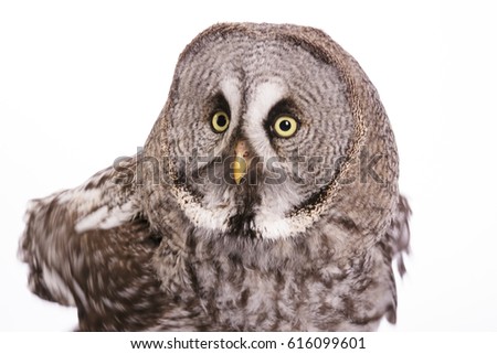 Owl isolated studio photo on white background great gray owl