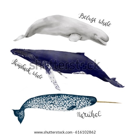 Watercolor illustration set of whales isolated on white background