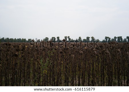 Dry sunflowers growing in the field in summer brown grey green color background nature
