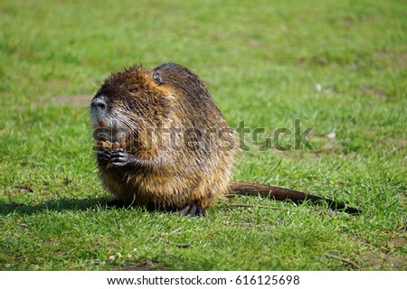               the picture shows a wild living nutria                 