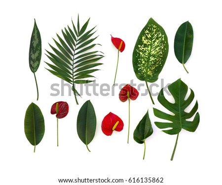 Tropical leaves (Monstera, Dieffenbachia, branch palm, Ficus benjamina) and red flowers and leaf Anthurium (tailflower, flamingo flower, laceleaf) on a white background. Top view, flat lay Royalty-Free Stock Photo #616135862