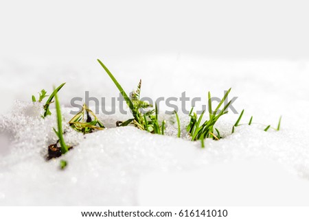 Melting snow visible green young grass in the spring month under the sun in the park Royalty-Free Stock Photo #616141010