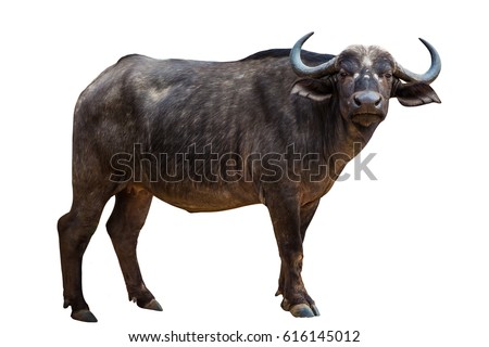 African Black Buffalo front side isolated on white background. Royalty-Free Stock Photo #616145012