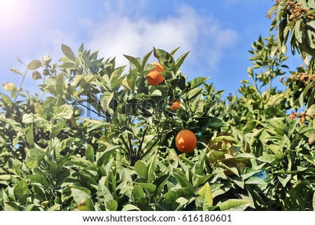 Fresh, ripe, delicious looking juicy oranges on a tree under a clear blue sky on a sunny day.