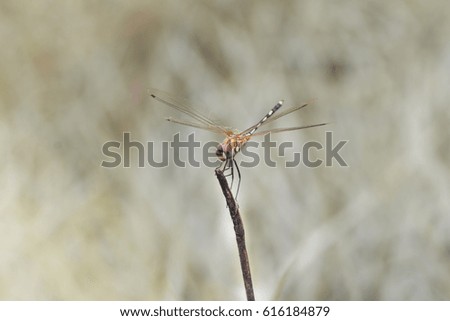 Yellow dragonfly on top of gray grass. The background is gray hay as well. The picture gives a sense of brightness in difficulty.