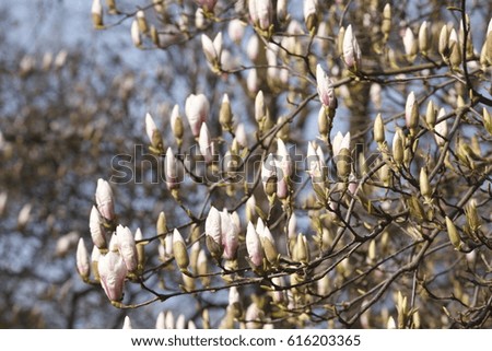  magnolia blossom