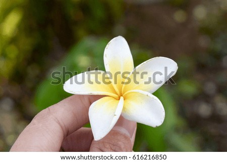  hand holding plumaria flower,freshness symbol for spa/relaxation,Tropical flower frangipani in hand close up