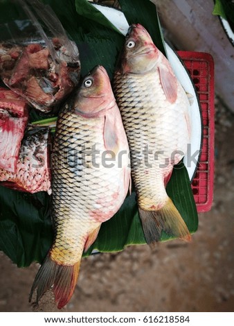 Common carp in the market. Carp or Cyprinus carpio.