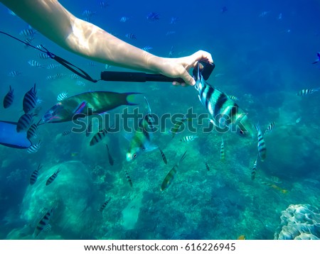 Man's hands taking picture with action camera and selfie stick of tropical fish deep underwater. Coral reef Koh Tao island, Thailand.