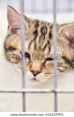 British Shorthair cat in a cage