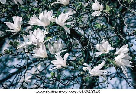 Magnolia kobus. White magnolia flowers. Blooming magnolia tree with white flowers