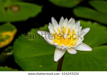  Lotus flower meanings on Pinterest Thailand travel The lotus flower represents one symbol of fortune in Buddhism. It grows in muddy water, and it is this environment that gives forth the flower's