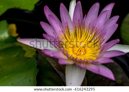  Lotus flower meanings on Pinterest Thailand travel The lotus flower represents one symbol of fortune in Buddhism. It grows in muddy water, and it is this environment that gives forth the flower's