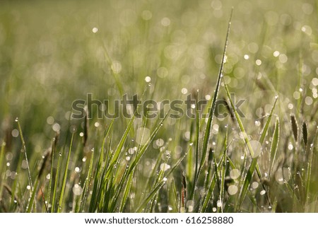Grass, drops