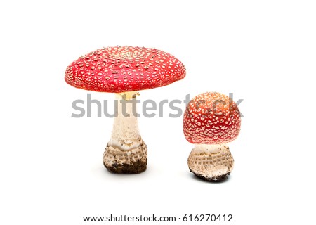 mushroom and toadstool on a white background Royalty-Free Stock Photo #616270412