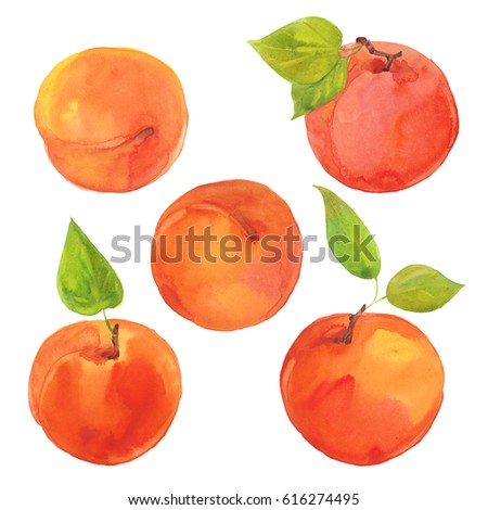 Ripe apricots , watercolor illustration  on white background