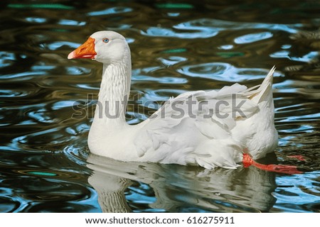 White Goose on the Lake