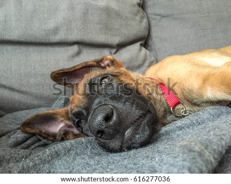 Funny picture of Belgian shepherd, Malinois, puppy resting inside