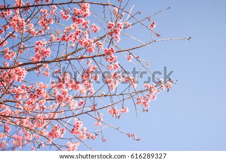 Beautiful Prunus cerasoides in Thailand