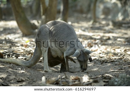 Kangaroo mother has a joey in the pouch.