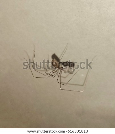 A photograph of a Daddy-long-legs Spider (Pholcus phalangioides) holding her egg sac. This photo was taken in Brisbane, Australia.

