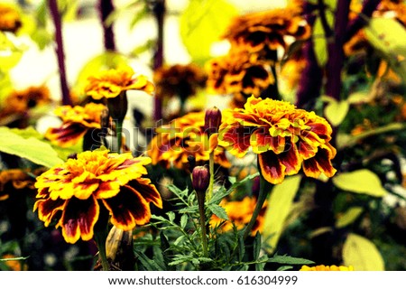 Yellow brown flowers on a flowerbed nature outdoors