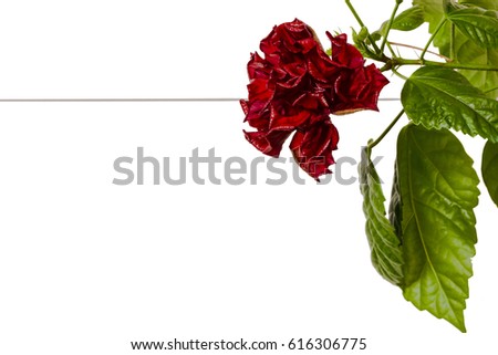 Terry red Chinese rose isolate on white background
